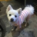 일차양꼬치 이미지