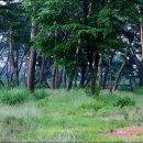 소나무숲 이미지