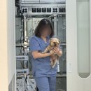 햇살동물병원 | 광진구동물병원 &#39;아이본 동물병원&#39; 과잉진료 없는 슬개골 수술 동물병원 후기