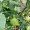 목화세탁소 이미지