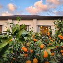 스테이 리네 이미지