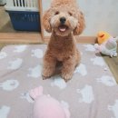 레오오락실 네이버블로그