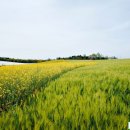 서나라농장 이미지