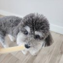 꼼스테이블 | 울산 삼산동, 기호성 좋은 강아지 수제간식 판매점 꼼스테이블