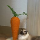 리보클로젯 이미지