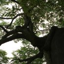 삼숭동 느티나무길 이미지