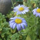 호피농장 이미지