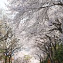 입곡군립공원 | 함안 벚꽃 명소 여행 입곡군립공원 함안박물관 드라이브