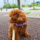 더예쁘개 이미지