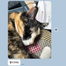 까르보불닭, 네이버펩시제로할인특가, 홍화루, 우랑돼랑곱창, 눈썹쟁이, 다이소, 그렇게함박이된다 광교...