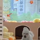 머뭄 애견유치원 이미지