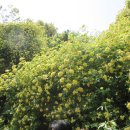 우리나라에서 봄이 가장 아름다운 천리포수목원 이미지