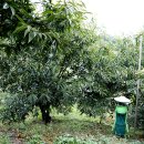 효성농장 이미지