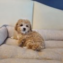 도그마루 강아지고양이 안산점 네이버블로그
