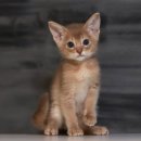 형제종합동물병원 이미지