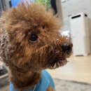 제주바개트 이미지