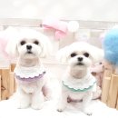 써니애견 미용실 이미지