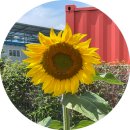함안농요 | 함안 강주해바라기 축제 전 방문후기/실시간 해바라기 만개상황