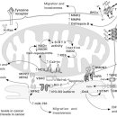 Mitochondrial calcium: Transport and modulation of cellular processes in h 이미지