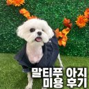 아지애견 | 광주 신창동 애견미용 말티푸 아지 미용 후기, 털이몽땅