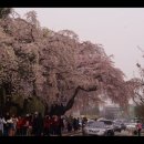 국립서울현충원 수양벚꽃축제 나들이 이미지