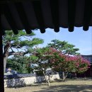 원도심 은행나무 | [전남 나주 가볼만한곳] 나주향교 배롱나무와 고즈넉한 원도심 여행