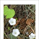 새참식당 이미지