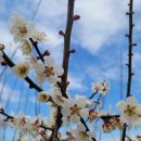 구름다리농장 이미지