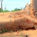 나무가 들려주는 환경이야기 이미지