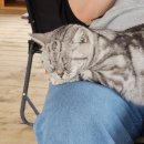 캣월드 | 제주 고양이 카페 추천｜서귀포 제주 캣 월드 재방문 후기