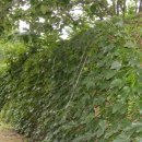 남사리민박 이미지