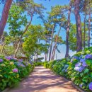 서산소나무힐링 이미지