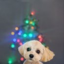 어쩔댕댕 이미지