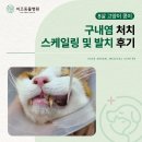 이즈병원 | 동대문구동물병원, 8살 고양이 구내염 처치 및 발치 후기