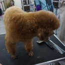 이쁘개 해줄개 이미지