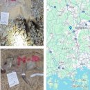 경북 고령서 야생멧돼지 ASF 첫 확진…울산 이어 또 ‘점프 확산’ 비상 이미지
