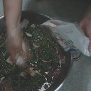 열무김치 맛있게 담그는법 이미지