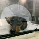 닥터각 동물병원 이미지