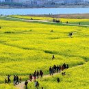 낙동강관리본부 대저생태공원 6 이미지