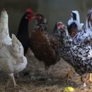 리우교역 이미지