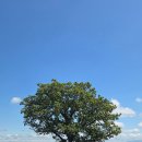 만수르기름창고(주) | 삿포로 하루하루 비에이투어 후기 여름 삿포로 여행 여름 후라노 비에이투어