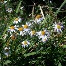 쑥부쟁이 이미지