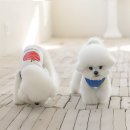 티랜드