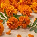 학전농장 이미지