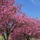 하동마을회관 | 지금 딱! 하동 겹벚꽃 코스 광주에서 하동 당일치기 여행 총정리