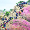 "단 이틀 열리는데 수십만 명이 몰린다"... 입장료 없이 즐기는 34년 전통 봄 진달래 명소 이미지