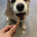 반려당 이미지