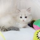 애니멀즈 강아지분양 고양이분양 대전점 이미지