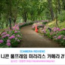 다온F&L | 니콘 풀프레임 미러리스 Zf 와 함께한 구미 다온숲 수국풍경