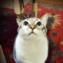 야옹야옹 이미지